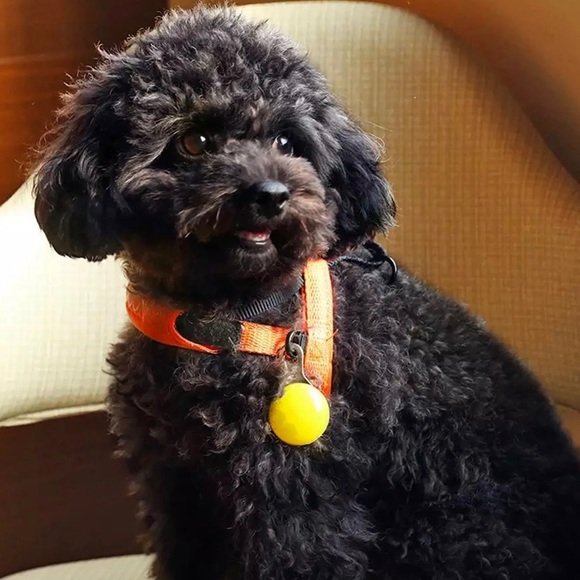 Led Light for Pets NWT - Yellow - Picture 12 of 12